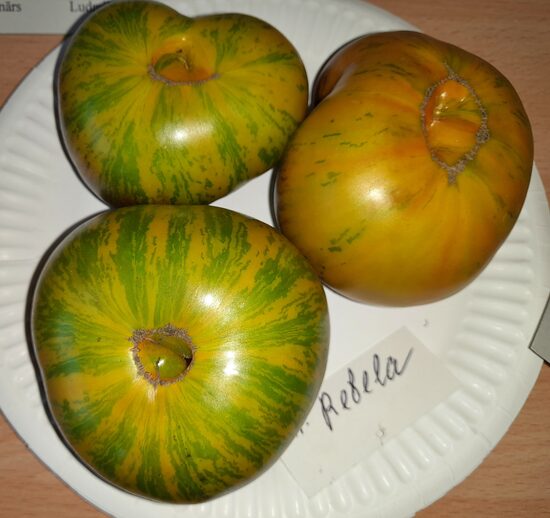 Гном Ребелла 